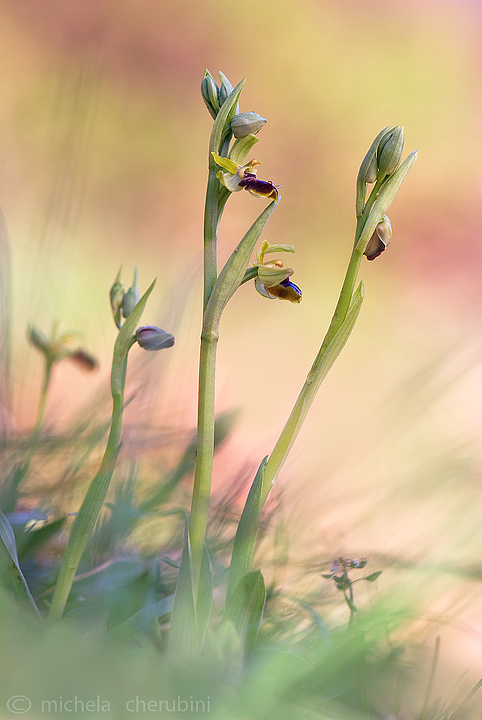 Ophrys sphegodes